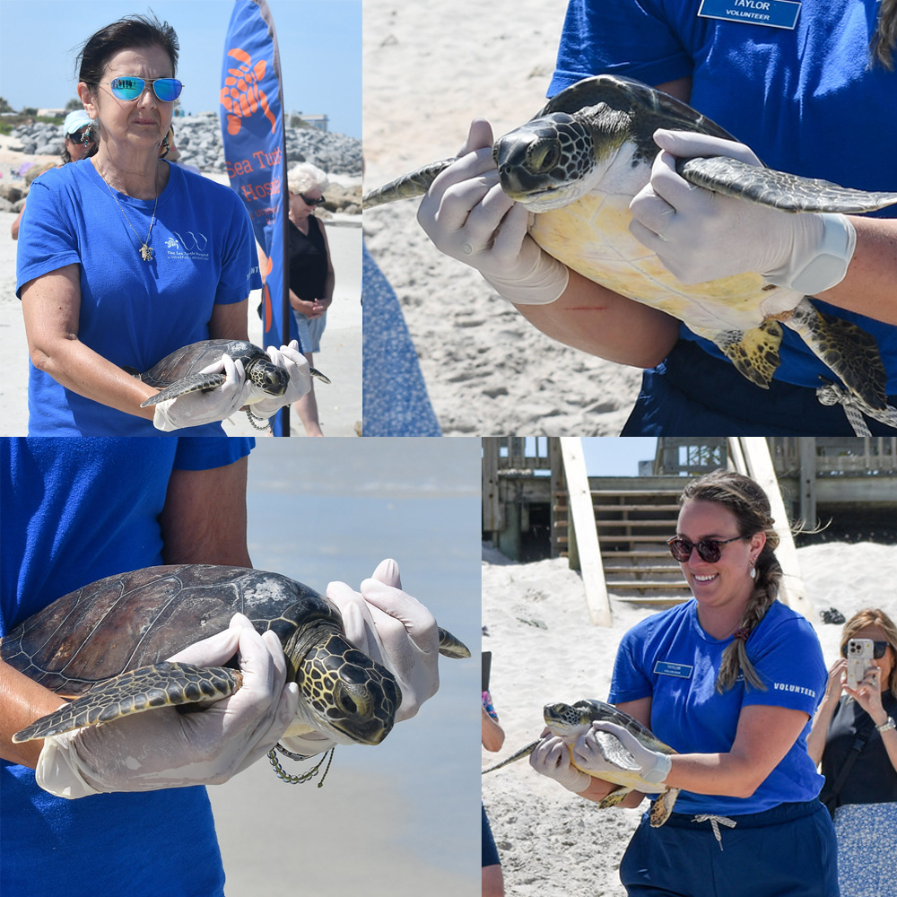 Sea Turtle Hospital Patients Zero and Luca Released